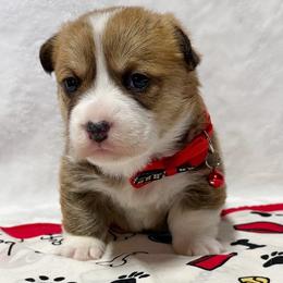 Pembroke Welsh Corgi puppies from Pitter Patter Paws