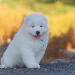Samoyed Puppies from Carefree Samoyeds