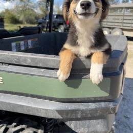 Australian Cattle Dog, Australian Shepherd, Companion Cross, and Miniature Australian Shepherd Puppies from MK Aussies
