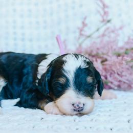 Girl 2 - Tri-color female Bernedoodle puppy in Spanish Fork, Utah from K Brand Doodles
