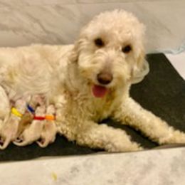 Goldendoodles from Doc’s Doodles