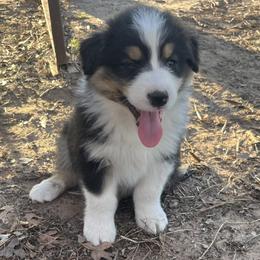 Australian Shepherds from Kade’s Stock Dogs