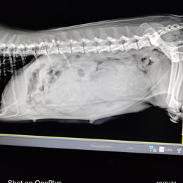 "Two weeks until they are here ❤️" Shih Tzu Puppies from Starrynight Shih Tzu