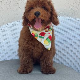 Mussa - Red  male Goldendoodle puppy in Davie, Florida from Daviegoldendoodles