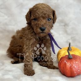 Harmony - Red  female Poodle puppy in Belleville, New Jersey from TK Poodles