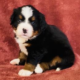 Gold Collar Female - Black rust and white female Bernese Mountain Dog puppy in Bristol, Tennessee from Holston Hollow Farm