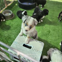 Zoe - Blue merle female Miniature Australian Shepherd puppy in Snowflake, Arizona from Halfpint Aussies