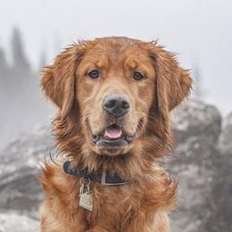 William - Golden Retriever