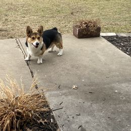 Remington - Pembroke Welsh Corgi