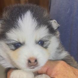 Indie - Black and white female Pomsky puppy in Spring Hill, Florida from PDQ Pomskies
