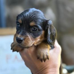 Purple Collar Longhair - Black and tan female Dachshund puppy in Cottonwood, California from Circle C Farm