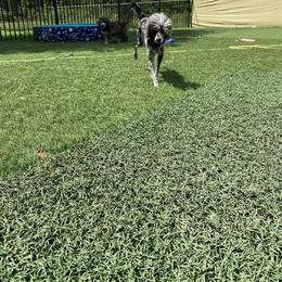 American Bully, Bernedoodle, Poodle, Sheepadoodle, and Whoodle Puppies from Wonderland’s Boujie Kennels