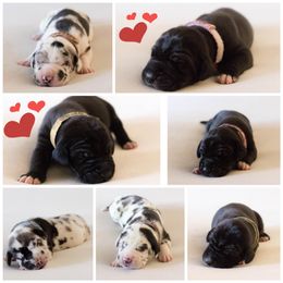 Dachshund and Great Dane Puppies from Bellator Danes & Mini Dachshunds