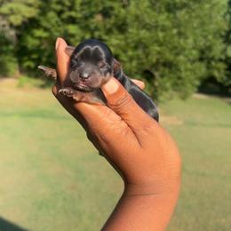 Girl1 - Black and tan female Yorkshire Terrier puppy in Louisburg, North Carolina from Nell’s Adorable Yorkshire’s