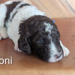 Toni - Brown and white male Sheepadoodle puppy in Berwick, Pennsylvania from Wright’s Wiggle Butts