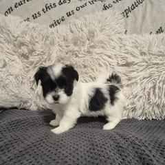 Girl 2 - Black and white female Mal-Shi puppy in Austin, Texas from Austin Maltese Babies