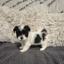 Girl 2 - Black and white female Mal-Shi puppy in Austin, Texas from Austin Maltese Babies