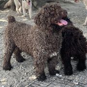 Spanish Water Dog Puppies from LIJA Spanish Water Dogs