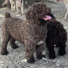 Spanish Water Dog Puppies from LIJA Spanish Water Dogs