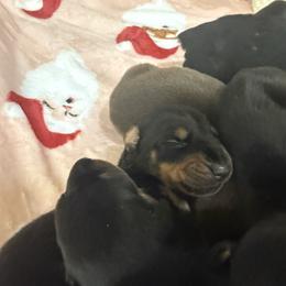 Girl 3 - Black and rust female Doberman Pinscher puppy in Elgin, Texas from New Horizons Kennels