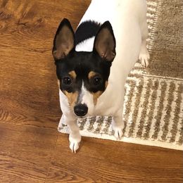 Smooch - Toy Fox Terrier