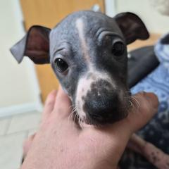 Domino - Black brindle male American Hairless Terrier puppy in Claremont, New Hampshire from Melanie Bell