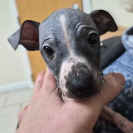 Domino - Black brindle male American Hairless Terrier puppy in Claremont, New Hampshire from Melanie Bell
