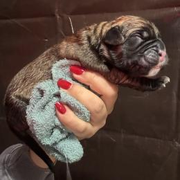 Fawn 1 - Fawn male Cane Corso puppy in Compton, California from Urban League Cane Corso