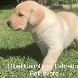 Labrador Retriever Puppies from Okiehuntinboyz Labrador Retrievers
