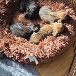 Brussels Griffon Puppies from Pine Haven Brussels Griffons LLC