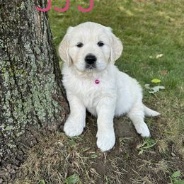 Golden Retriever Puppies from English Creams of Morningstar