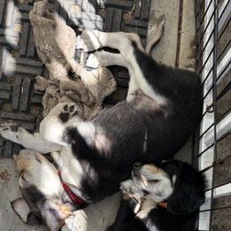 Vihaan - Black and silver male Saluki puppy in Los Angeles, California from Srinagar Salukis
