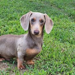 Dachshunds from BlackPine Kennels