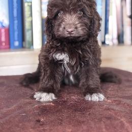 Noble - Brown and white male Aussiedoodle puppy in Strasburg, Pennsylvania from Still Water Puppies