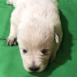 L61-03 - Red speckled male Australian Cattle Dog puppy in Sheridan, Oregon from 6pk Cattledogs