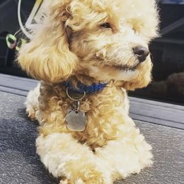 Poodles from Cox Poodles