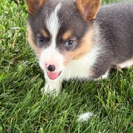 Slate ( Bluie Fluff Carrier) - Gray and white male American Corgi puppy in Scottown, Ohio from Wyndy Ridge Corgis