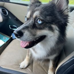 Athena - Pomsky