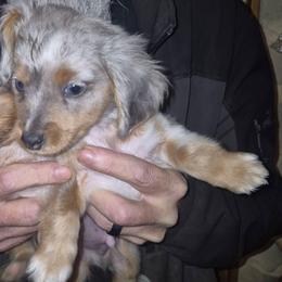 Chiweenie dapple boy chip - Dapple male Dachshund puppy in Madisonville, Tennessee from LaRose Farm & Kennels
