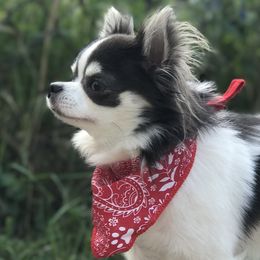 Toby - Chihuahua