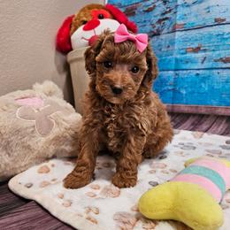 Poodle puppies from Leerose Puppies