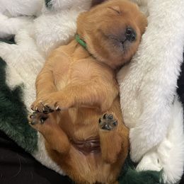 Golden Retriever Puppies from Barron’s Dan River Retrievers