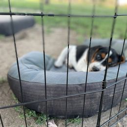 Beagle Puppies from Bluebonnet Kennels