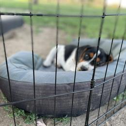 Beagle Puppies from Bluebonnet Kennels