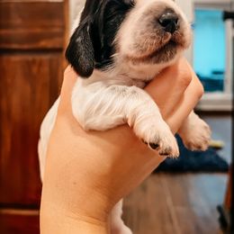 English Cocker Spaniel Puppies from MD Dogs Inc