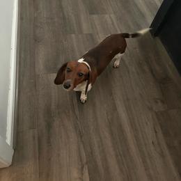 Piglet - Dachshund