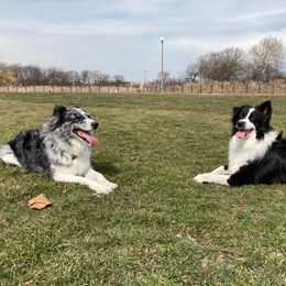 Australian Shepherd All Grown Up from Twin Lakes Ridge Farm