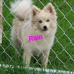 Rain - Pomsky