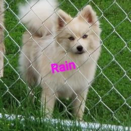 Rain - Pomsky