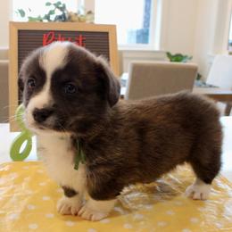 Kavik - Brindle and white male American Corgi puppy in Sedro Woolley, Washington from Patriot Corgis